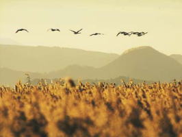 穀物畑と渡り鳥／メナサ近郊